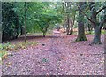 SU8037 : Path through Beech woodland by John P Reeves