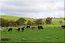 SN6553 : Cattle grazing south of Llanddewi-Brefi in Ceredigion by Roger  Kidd