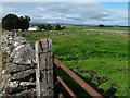 Sheep at Castlehowe Scar farm