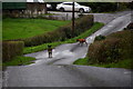 Very cross dogs along Backfarm Road