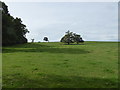 Path across parkland and pastures