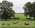 Hellifield highland cows