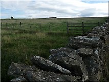 NY6315 : Drystone wall and fence, east of Maulds Meaburn Edge by Christine Johnstone