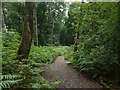 Path in Drumkinnon Wood