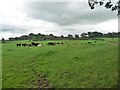 NY7313 : Herd of cattle, Bleatarn by Christine Johnstone