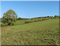 Grazing cattle, above Bradley Cross