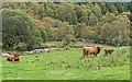 Highland Cattle