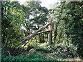 Snapped tree off River Lane, Southburgh