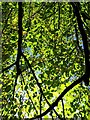 Leafy canopy in Ravenscourt Park