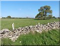 Fields at Tyning