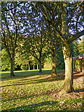 SO9095 : Autumn in Muchall Park, Penn, Wolverhampton by Roger  D Kidd