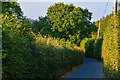 SX7995 : Mid Devon : Country Lane by Lewis Clarke