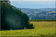 SX8096 : Mid Devon : Grassy Field by Lewis Clarke