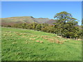 Near Threlkeld Bridge