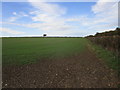 TA0565 : Autumn sown crop off Thwing Road by Jonathan Thacker