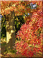 Red-leafed tree in autumn, Wolverhampton