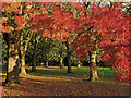 Claret Ash tree in Muchall Park, Wolverhampton