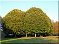 Hornbeam trees in Muchall Park, Wolverhampton