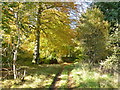 NS8231 : Autumn colour in woods near Douglas by Alan O'Dowd