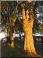 Trees on Ducketts Common