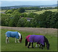 Horses next to the Leeds and Liverpool Canal