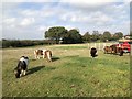 Shetland Ponies