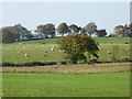 N5772 : Fields and sheep near Galmoystown by Oliver Dixon