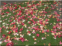 TL4557 : Autumn in Cambridge Botanic Gardens by Keith Edkins