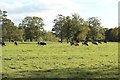 NY4156 : Cattle grazing in Rickerby Park by Graham Robson