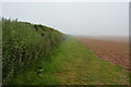 Green hedge, red soil