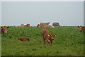 SX7039 : Calves by Malborough Green by N Chadwick
