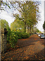 Vinery Road: autumn leaves and park railings