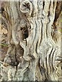 Gnarled tree trunk