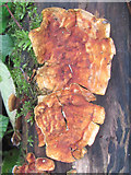 SP9314 : Fungus on rotting wood at College Lake by Chris Reynolds