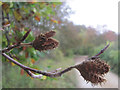 The Beech Nuts have gone