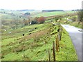 Looking down the Pyatshaws Burn