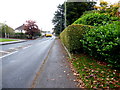 Laurel hedge along Hospital Road, Omagh