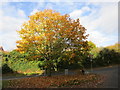 Autumn colour at the end of Bescar Lane, Ollerton