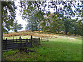 Bracken covered hill