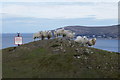 Sheep on Mynydd y Dref