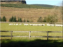NT2608 : Sheep at Over Dalgleish by Oliver Dixon