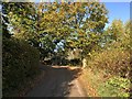 Approaching Black Pond Copse