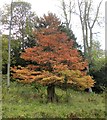 NU1713 : A rare and unusual tree in Hulne Park by Gordon Hatton