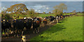 SH5070 : The cows, they keep coming (2), Llanddaniel Fab, Anglesey by Robin Drayton