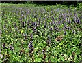 Bugle in flower at Lealands near Hellingly