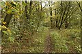 Footpath in the woods near Park Hall Farm