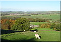 Sheep grazing near Dyneley Farm