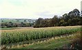 Maize Field in Wensleydale