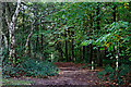 Waymarked bridleway on Kinver Edge in Staffordshire