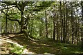 Woodland above Craigton